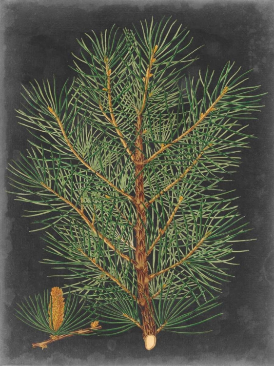 Picture of DRAMATIC PINE II