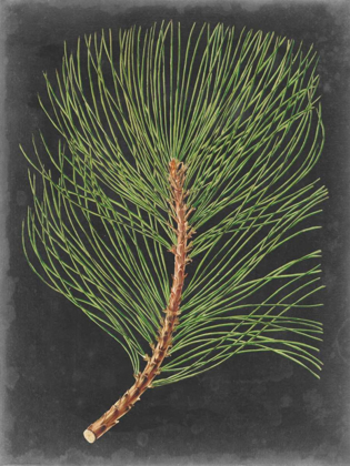 Picture of DRAMATIC PINE III