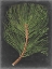 Picture of DRAMATIC PINE III