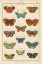 Picture of HISTOIRE NATURELLE BUTTERFLIES I