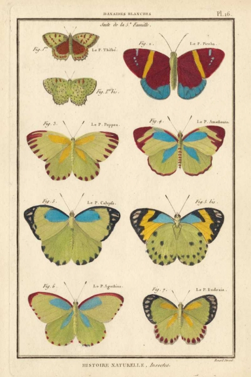 Picture of HISTOIRE NATURELLE BUTTERFLIES II