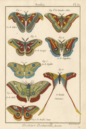 Picture of HISTOIRE NATURELLE BUTTERFLIES III