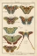 Picture of HISTOIRE NATURELLE BUTTERFLIES III
