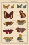 Picture of HISTOIRE NATURELLE BUTTERFLIES IV