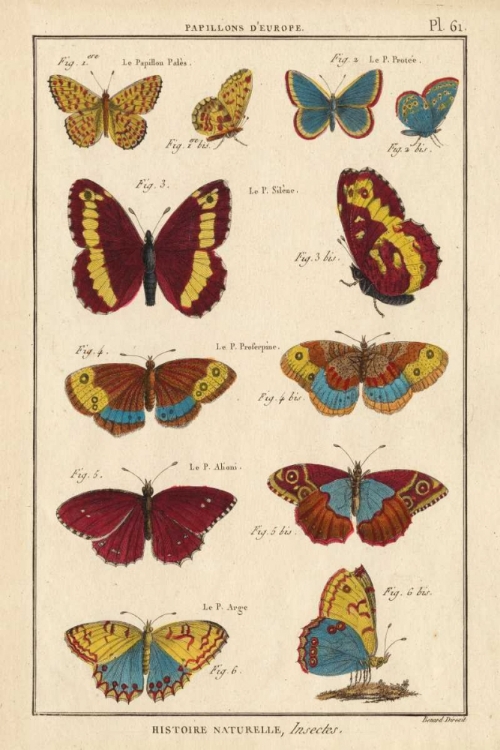 Picture of HISTOIRE NATURELLE BUTTERFLIES IV