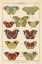 Picture of HISTOIRE NATURELLE BUTTERFLIES V