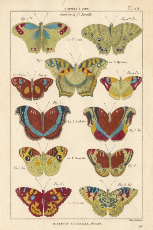 Picture of HISTOIRE NATURELLE BUTTERFLIES V