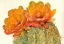 Picture of CACTUS BLOSSOMS II