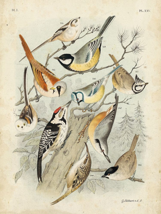 Picture of CUSTOM GATHERING OF BIRDS II (ASH)