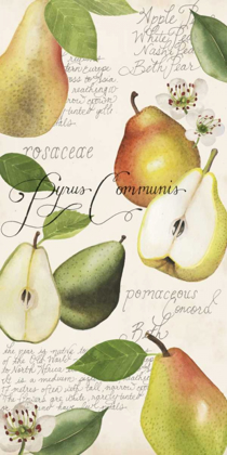 Picture of PYRUS STUDY I