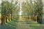 Picture of FOREST PATH