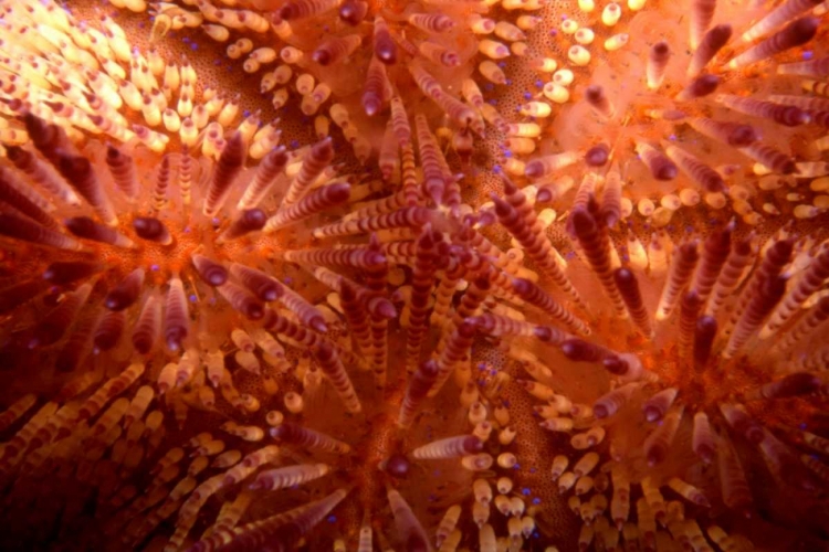 Picture of RED HOT - INDONESIA