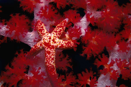 Picture of RED STAR - NUSA KODE, INDONESIA