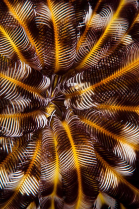 Picture of FEATHER TREASURE - N. SULAWESI, INDONESIA