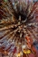 Picture of PLUMULE - N. SULAWESI, INDONESIA