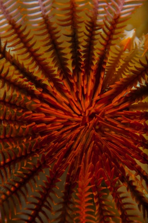 Picture of DESTINY - S. RAJA AMPAT, INDONESIA