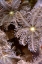 Picture of FEATHERING FLOWER II - PAPUA NEW GUINEA