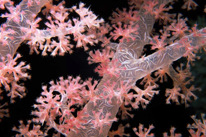 Picture of DELICATELY PINK - VATU PASSAGE, FIJI