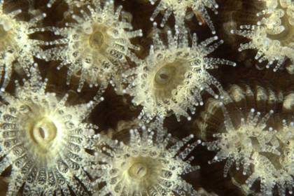 Picture of SHOWER FLOWER - CENTRAL RAJA AMPAT, INDONESIA