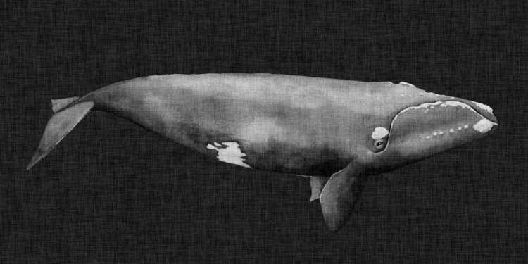 Picture of INVERTED WHALE II