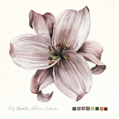 Picture of LILIUM II