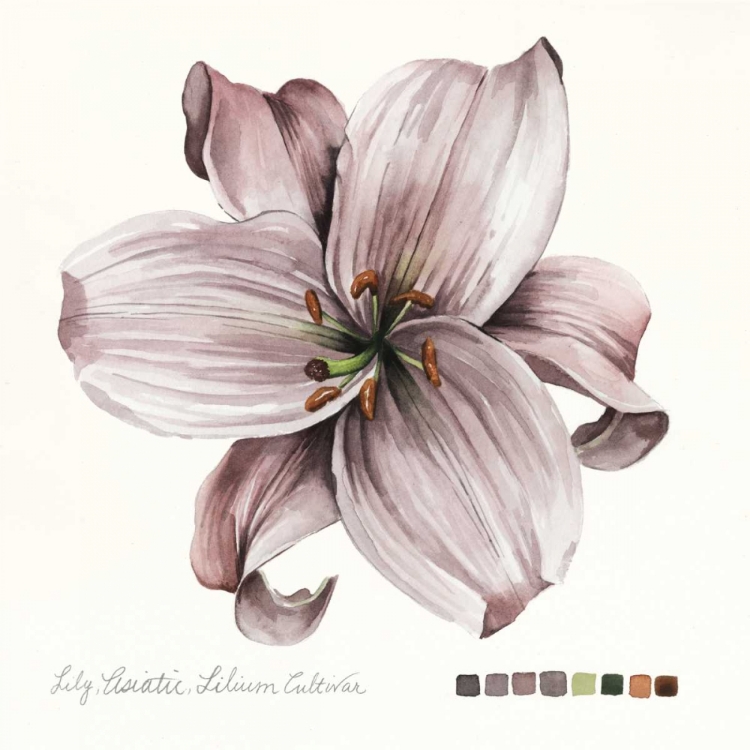 Picture of LILIUM II