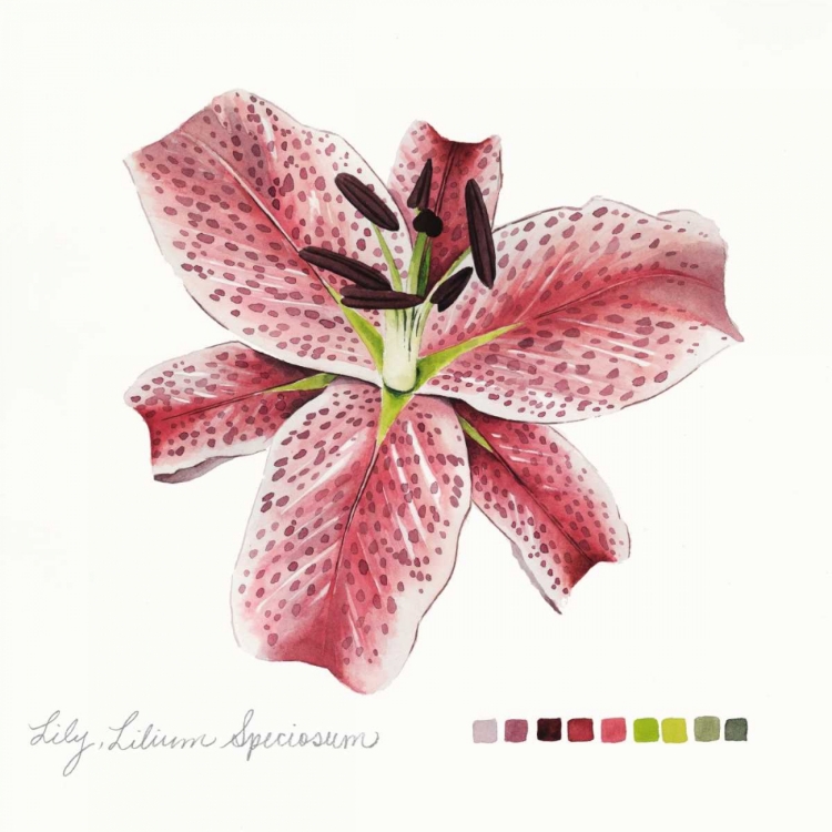 Picture of LILIUM III