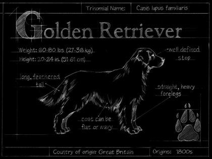 Picture of BLUEPRINT GOLDEN RETRIEVER