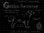 Picture of BLUEPRINT GOLDEN RETRIEVER