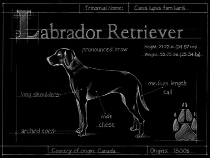 Picture of BLUEPRINT LABRADOR RETRIEVER