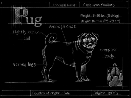 Picture of BLUEPRINT PUG