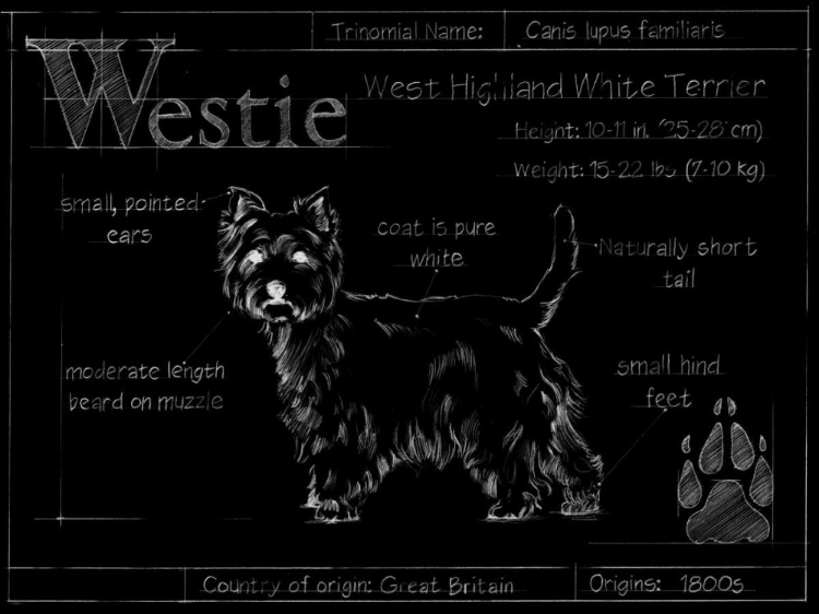 Picture of BLUEPRINT WESTIE