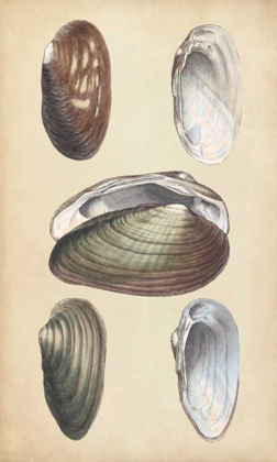 Picture of MARINE BIVALVES I