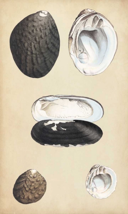 Picture of MARINE BIVALVES II