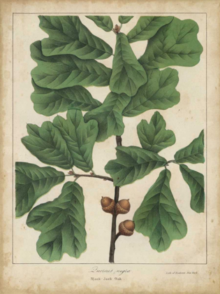 Picture of OAK LEAVES AND ACORNS I