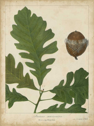 Picture of OAK LEAVES AND ACORNS III