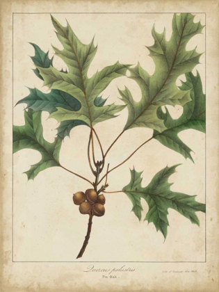 Picture of OAK LEAVES AND ACORNS IV