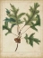 Picture of OAK LEAVES AND ACORNS IV