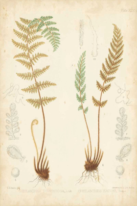 Picture of FERN STUDY I