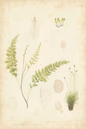 Picture of FERN STUDY IV