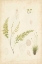 Picture of FERN STUDY IV