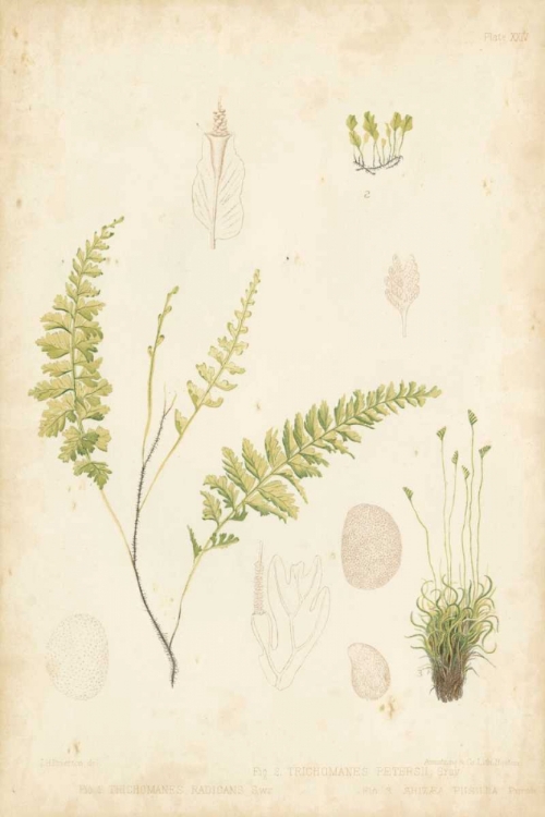 Picture of FERN STUDY IV