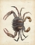 Picture of VINTAGE CRAB I