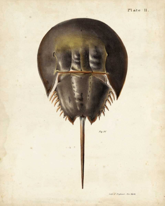 Picture of VINTAGE HORSESHOE CRAB