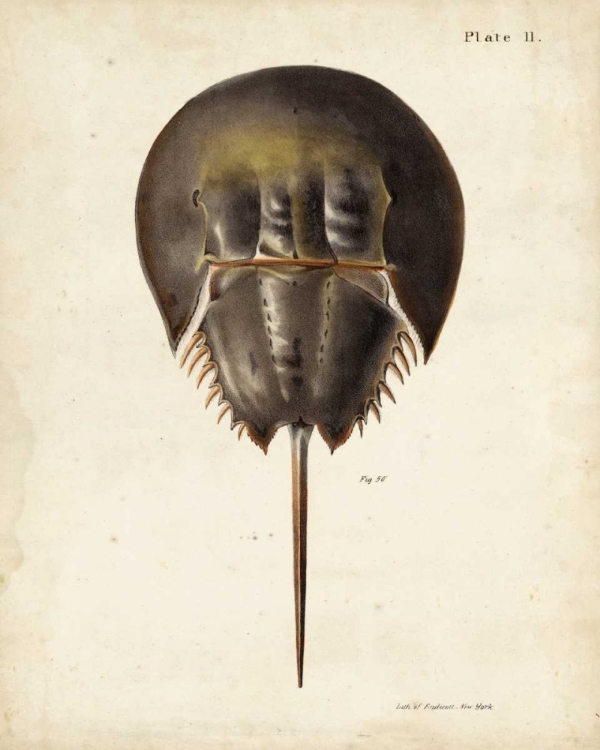 Picture of VINTAGE HORSESHOE CRAB