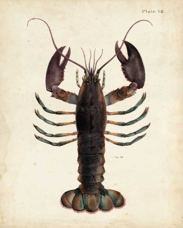 Picture of VINTAGE LOBSTER