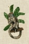 Picture of CANOPY MONKEY I