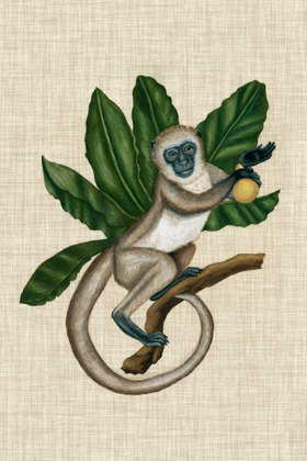 Picture of CANOPY MONKEY III