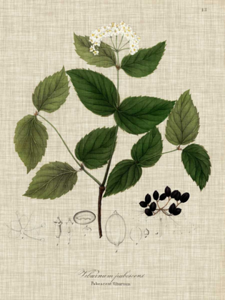 Picture of LINEN AND LEAVES I