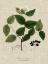 Picture of LINEN AND LEAVES I